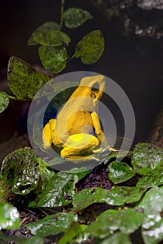 Golden poison dart frog (Phyllobates terribilis).