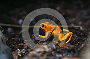 Golden poison dart frog. Tropical frog living in South America