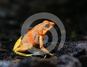 Golden poison dart frog. Tropical frog living in South America