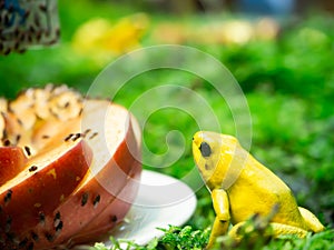 Golden poison dart frogs are starring at the flies on apples and on glue sticks