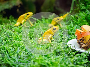 Golden poison dart frogs are starring at the flies on apples and on glue sticks