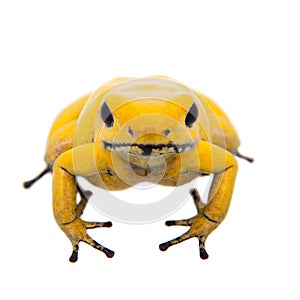 The golden poison frog