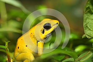 Golden poison frog