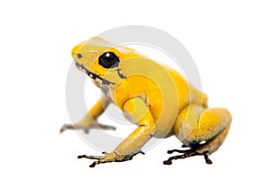 The golden poison frog