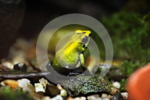 Golden poison frog (Phyllobates terribilis). photo