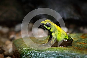 Golden Poison Frog, Phyllobates terribilis, yellow poison frog in tropic nature. Small Amazon frog in nature habitat. Wildlife sce