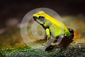 Golden Poison Frog, Phyllobates terribilis, yellow poison frog in tropic nature. Small Amazon frog in nature habitat. Wildlife sce