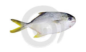 Golden pompano fish photo