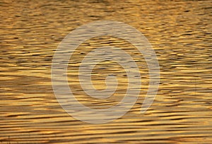 Golden pond abstract at Bosque del apache NM