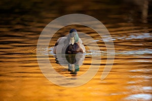 On golden pond male mallard