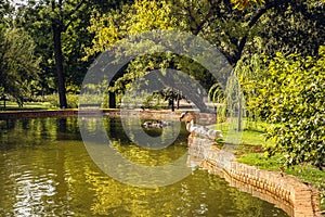 Golden pond surrounded by lush vegetation and ducks basking in the autumn sun