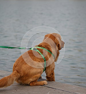 A golden poodle is sitting by the lake.