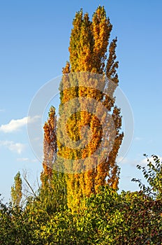 Golden poplar tree in the village garden, autumn, sunny day on the background blue sky with white clouds