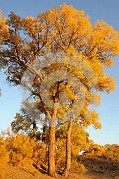 Golden poplar trees