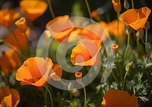 Golden poppies bloom, Bright orange Poppy flowers close up shot