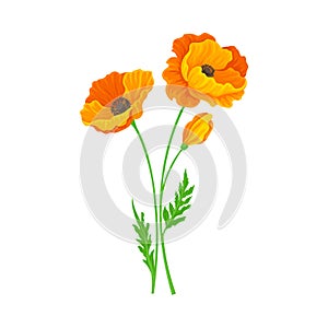 Golden Poppy or California Poppy Flower as Flowering Plant Vector Illustration