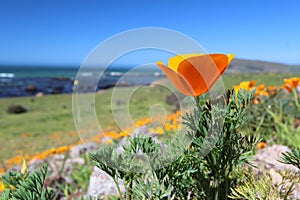 Golden poppy flowers along Pacific Ocean, Big Sur, California, USA