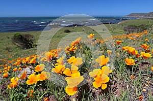 Golden poppy flowers along Pacific Ocean, Big Sur, California, USA