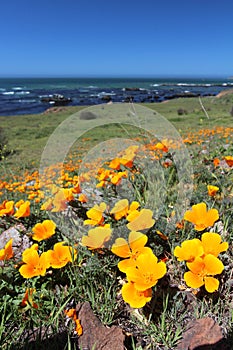 Golden poppy flowers near Monterey, California, USA