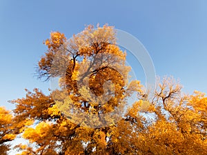 Golden populus euphratica trees with blue sky background in early morning, Ejina in the autumn.