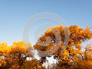 Golden populus euphratica trees with blue sky background in early morning, Ejina in the autumn.