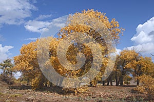 Golden Populus tree