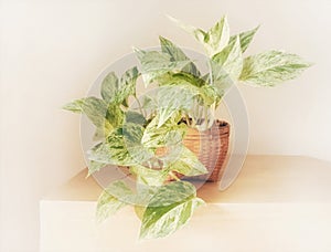 Golden pothos  in the basket on wood