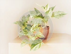 Golden pothos  in the basket on wood photo