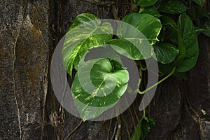 Golden pothos or Epipremnum aureum