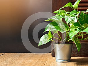 Golden pothos Epipremnum aureum in a aluminum pot on wood ceramic tile floor in front of door with copy space. Devil`s ivy is