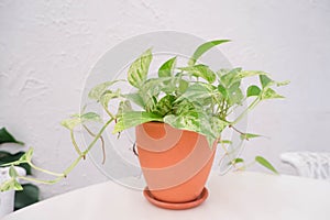 Golden pothos or Epipremnum aureum in brown clay pot on white table and white wall in the garden