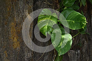 Golden pothos or Epipremnum aureum