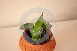 Golden pothos or Epipremnum aureum in a rustic clay pot against a white backhround.