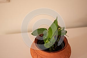 Golden pothos or Epipremnum aureum in a rustic clay pot against a white backhround.