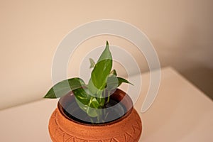 Golden pothos or Epipremnum aureum in a rustic clay pot against a white backhround.