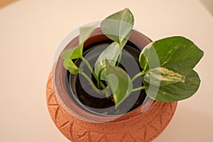 Golden pothos or Epipremnum aureum in a rustic clay pot against a white backhround.