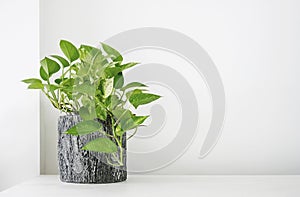 Golden pothos or Epipremnum aureum on white table