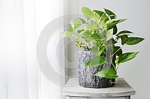 Golden pothos or Epipremnum aureum at window in the bedroom