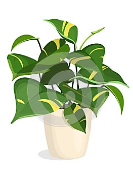 Golden Pothos Plant