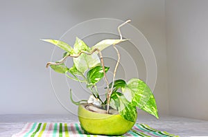 A golden pothos planted in a shell of Citrus sweety fruit