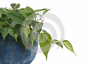 Golden pothos  in the pot ,Epipremnum aureum