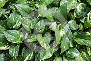 Golden pothos or Scindapsus aureus