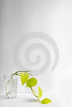 Golden potos in a glass with water on a white background. Seedling. Houseplants