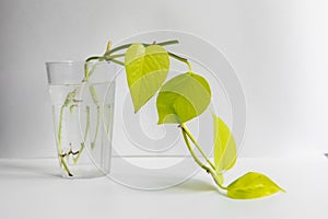 Golden potos in a glass with water on a white background. Seedling. Houseplants