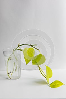 Golden potos in a glass with water on a white background. Seedling. Houseplants