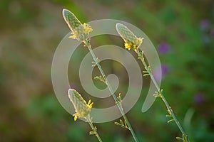Golden prairie clover - Dalea aurea photo