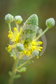 Golden prairie clover - Dalea aurea photo