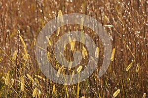 Golden Prairie Grass Plumes