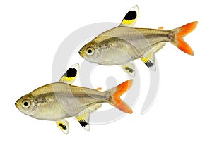Golden pristella tetra Pristella maxillaris X-ray tetra aquarium fish