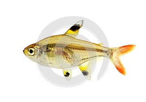Golden pristella tetra Pristella maxillaris X-ray tetra aquarium fish isolated